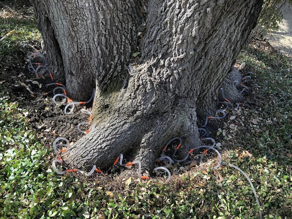 Detailed Tree Cabling and Bracing job site in Beverly Hills
